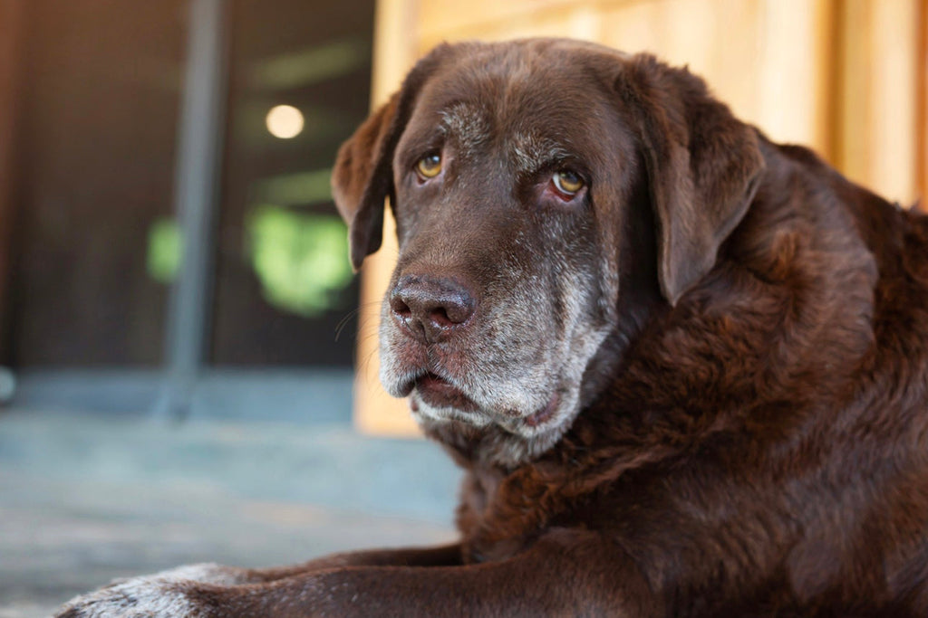 Come prendersi cura di un cane anziano