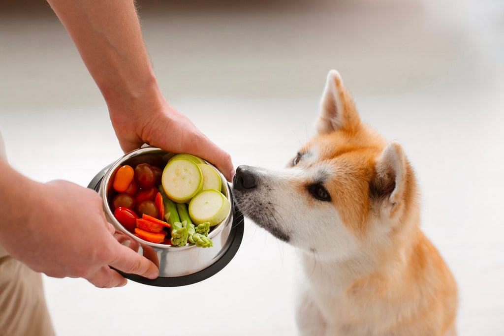 I cani possono essere vegani?