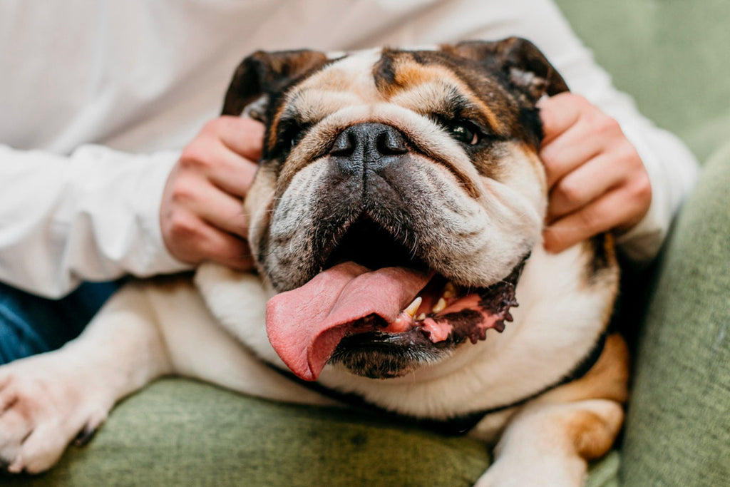 Quando un cane è obeso?