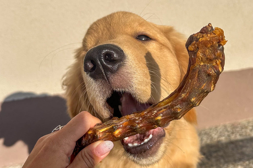 Masticativi più adatti ai cuccioli e cani senza esperienza masticatoria