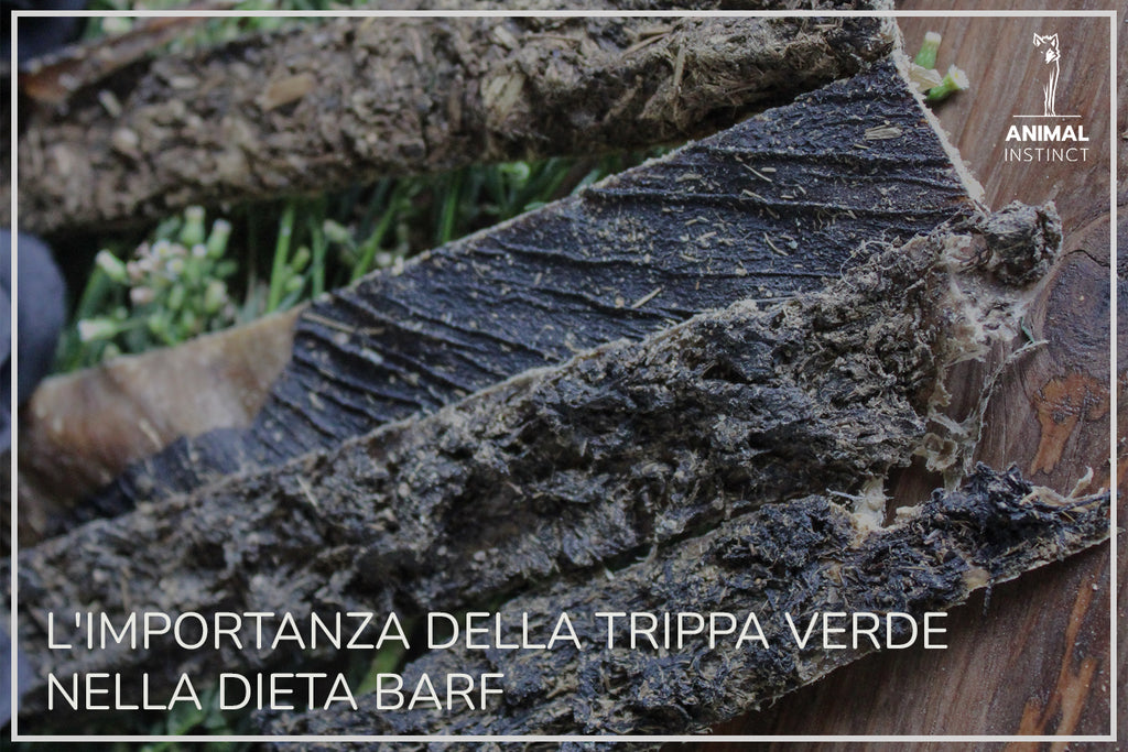 L'IMPORTANZA DELLA TRIPPA VERDE NELLA DIETA BARF