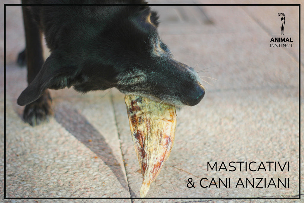 MASTICATIVI E CANI ANZIANI