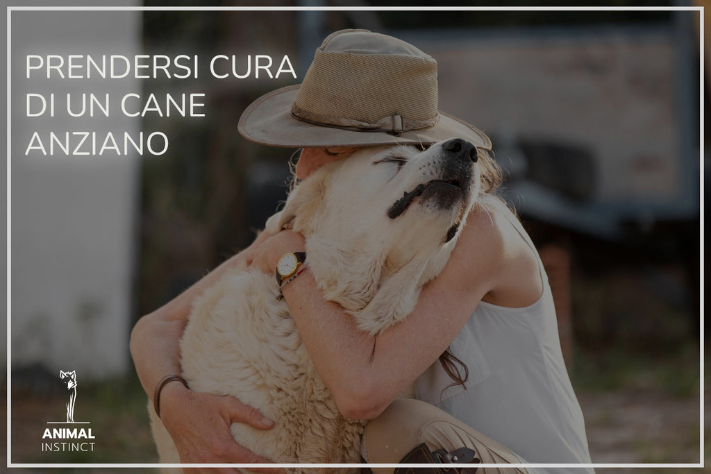 COME PRENDERSI CURA DI UN CANE ANZIANO