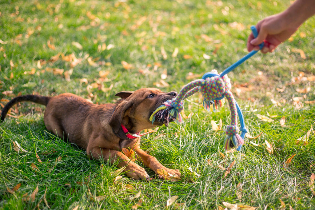 Perchè non lasciare sempre a disposizione i giocchi ai nostri cani