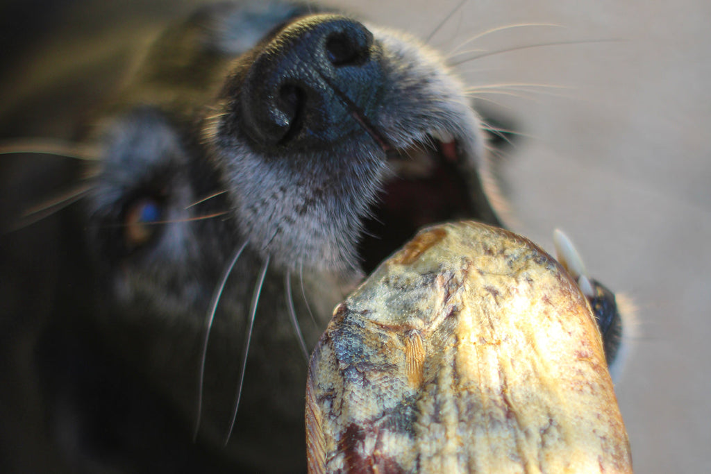 Masticativi e cani anziani