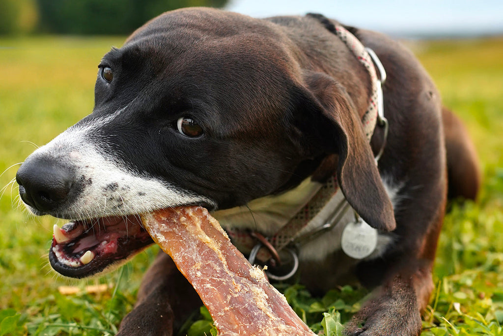 Perché è importante masticare per il cane?