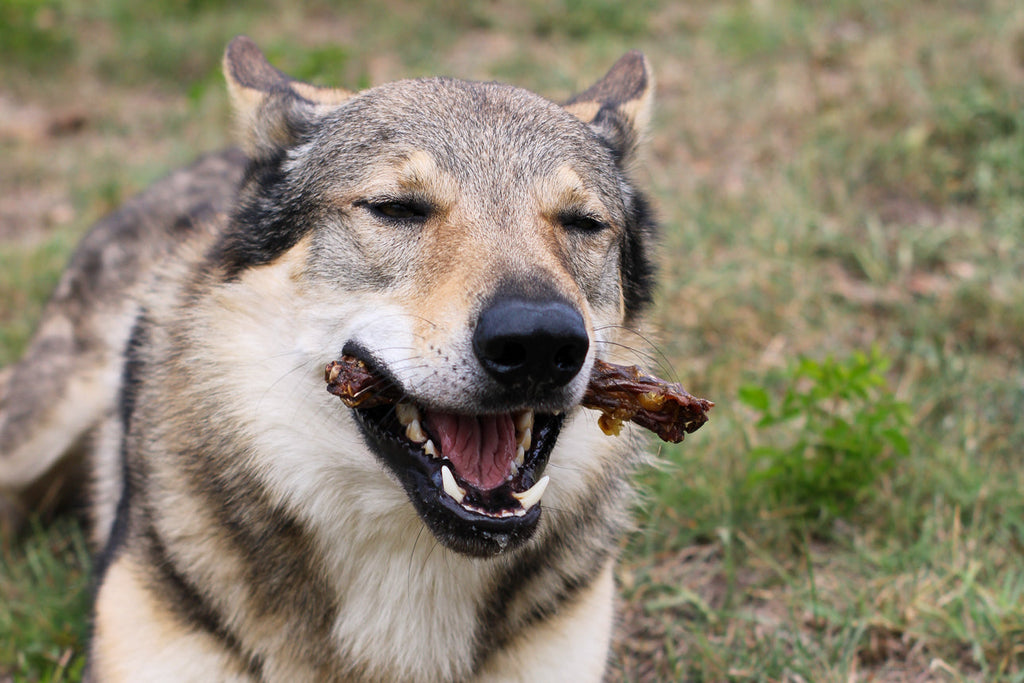 Pulizia naturale dei denti del cane