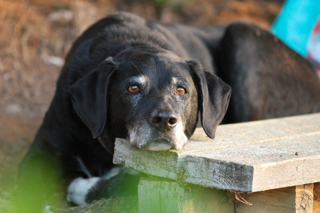 Quando un cane è considerato anziano?