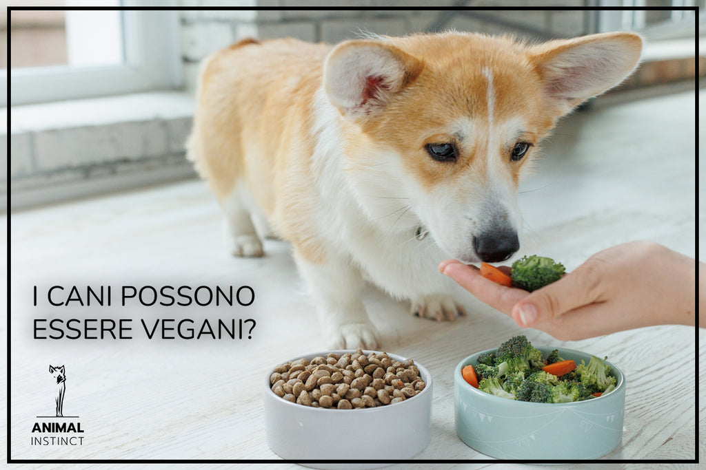 I CANI POSSONO ESSERE VEGANI?