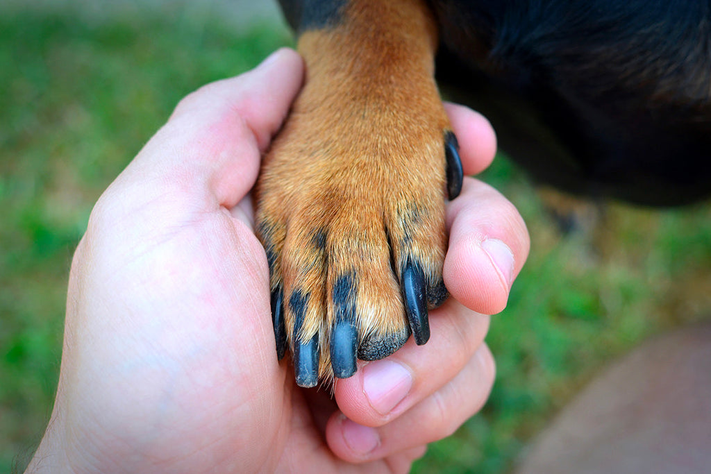 L'origine del cane come spazzino