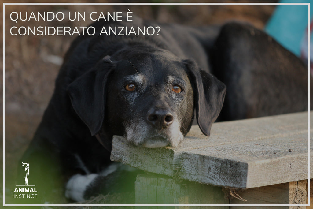 QUANDO UN CANE E’ CONSIDERATO ANZIANO?