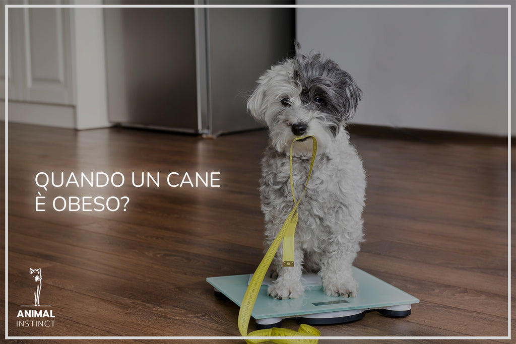 QUANDO UN CANE È OBESO?