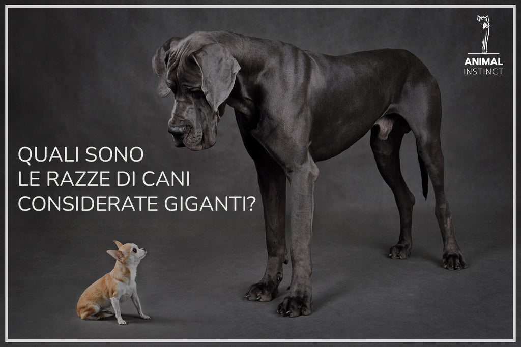 QUALI SONO LE RAZZE DI CANI CONSIDERATE GIGANTI?