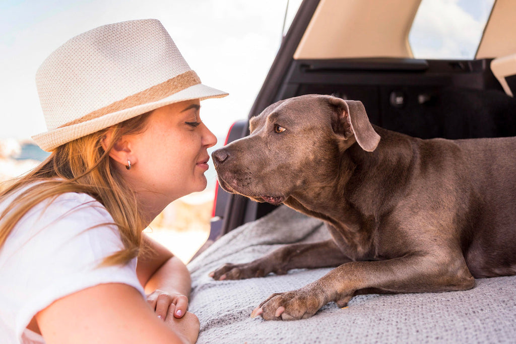 Cosa serve per viaggiare col proprio cane in Europa