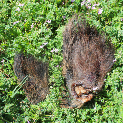 Cow Ear with Fur (3 pcs)