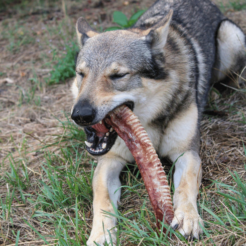 Cow Trachea 30 CM (1 pz)