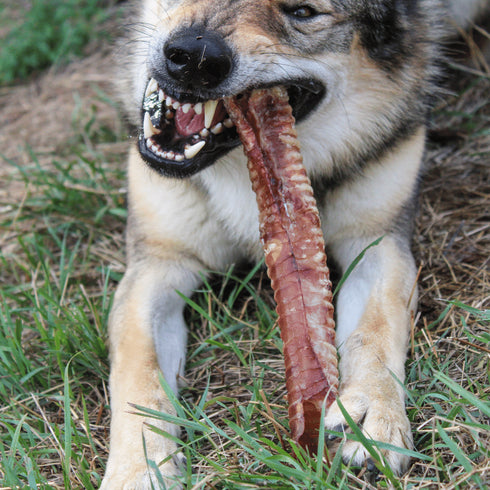 Cow Trachea 30 CM (1 pz)