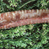 Cow Trachea 30 CM (1 pz)