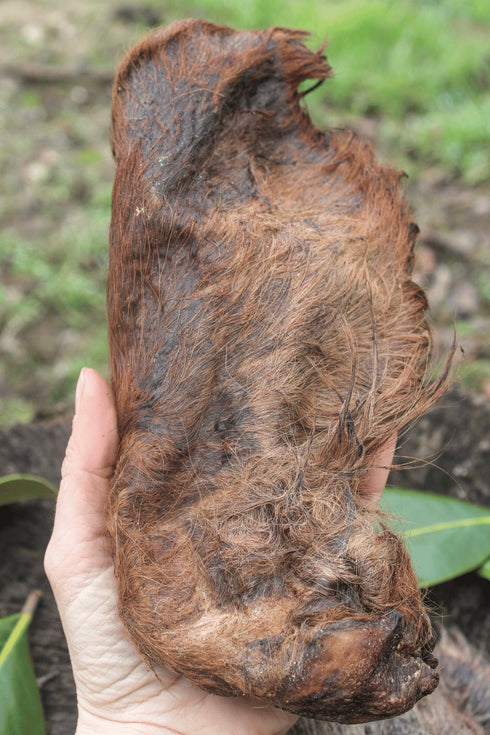 Cow Ear with Fur (3 pcs)