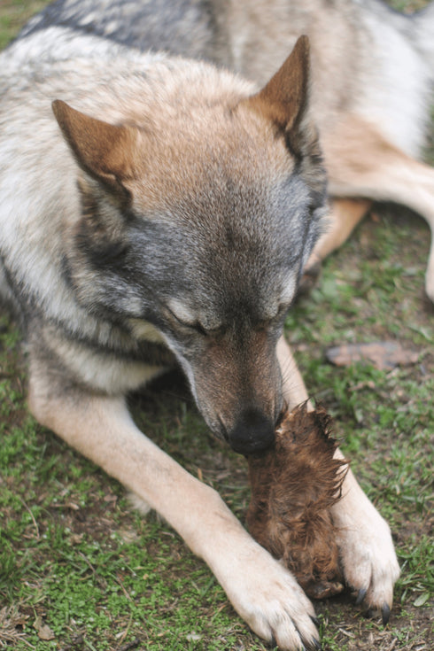 Cow Ear with Fur (3 pcs)