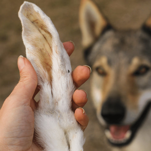 Rabbit Ear with Fur (100 gr)